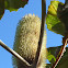 Swamp Banksia