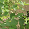 Broze-back Tree Snake