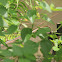 Broze-back Tree Snake