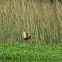 Wattled Jacana