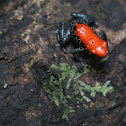 Red-Backed Poison Frog