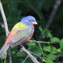 Painted Bunting (male)