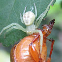 Little spider and prey