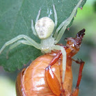 Little spider and prey