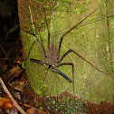 whip spider