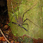 whip spider