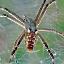 Tent-web spider (female)