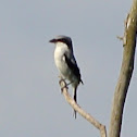 Loggerhead Shrike