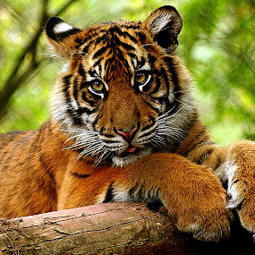 by Ralph Harvey - Animals Other Mammals