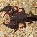 Red Scorpion