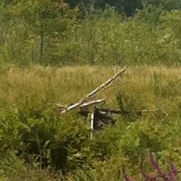 Spotting Image 1
