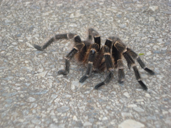 Spotting Image 1