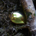 Plusiotis sp