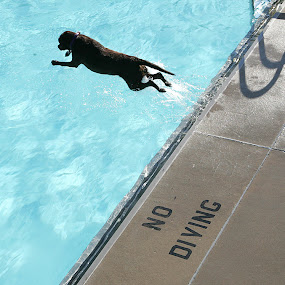 by Alan  Weiner - Animals - Dogs Portraits