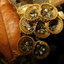 Bird's nest fungi