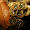 Bird's nest fungi