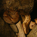 Fer de Lance Snake