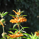 Lion's Tail or Wild Dagga
