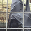 bat
