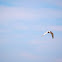 Common Tern