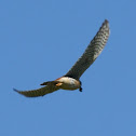 American Kestrel
