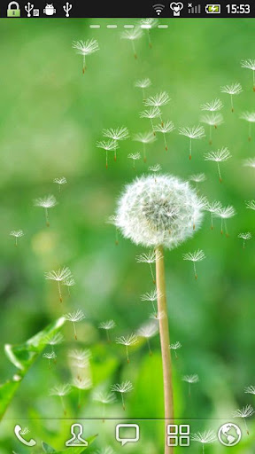 Dandelion Live Wallpaper