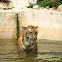 Bengal tiger