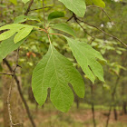 Sassafras