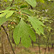 Sassafras