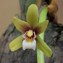 Cymbidium finlaysonianum