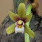 Cymbidium finlaysonianum