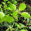 Clearweed