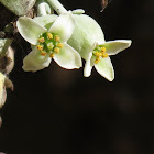 Paddle plant