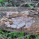 Crustose Lichen