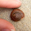 Snail