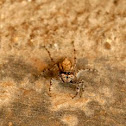 Small Wolf Spider