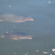 Florida Softshell turtle