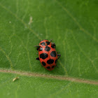 Spotted Lady Beetle