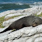 New Zealand fur seal