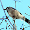 Blue Jayay
