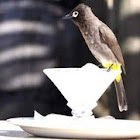 Bulbul
