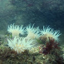 Sea anemone
