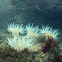 Sea anemone