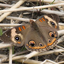 common buckeye
