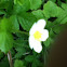Wild strawberry