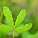 Sensitive Plant