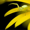Goldenrod crab spider
