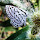 hookgv