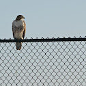 Red Tailed Hawk