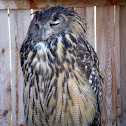Eurasian Eagle Owl